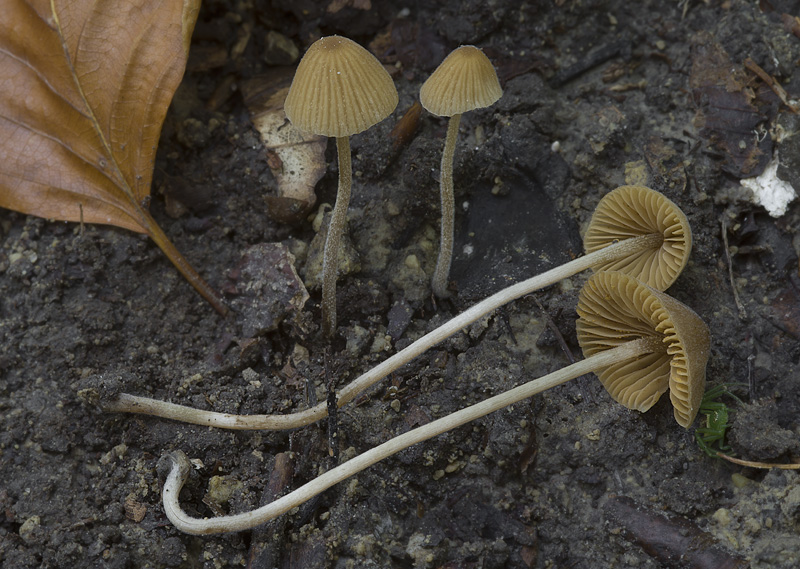 Conocybe rostellata